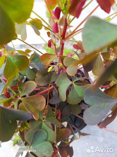 Кислица рожковая