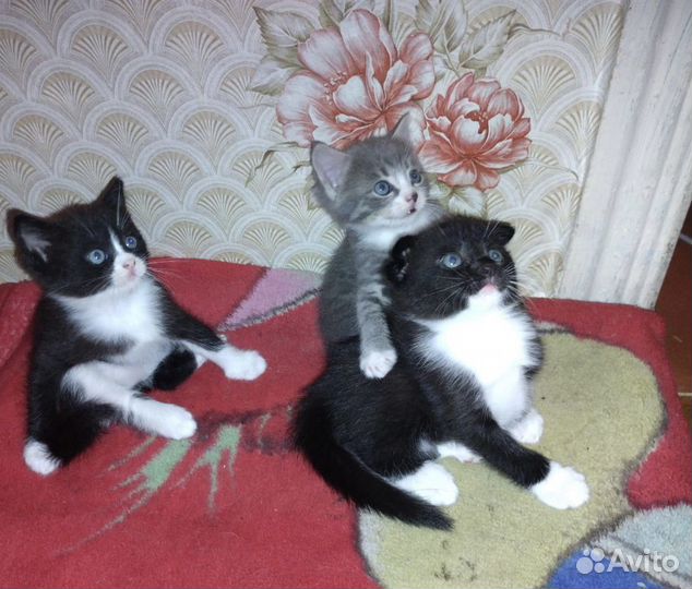 Вислоухие котята в добрые руки