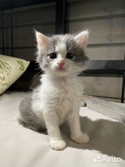 Котенок мальчик