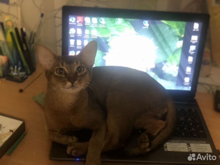 Абиссинский кот на вязку