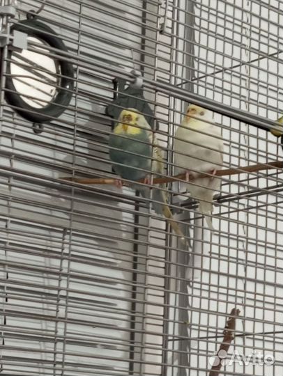 Волнистый попугай с клеткой