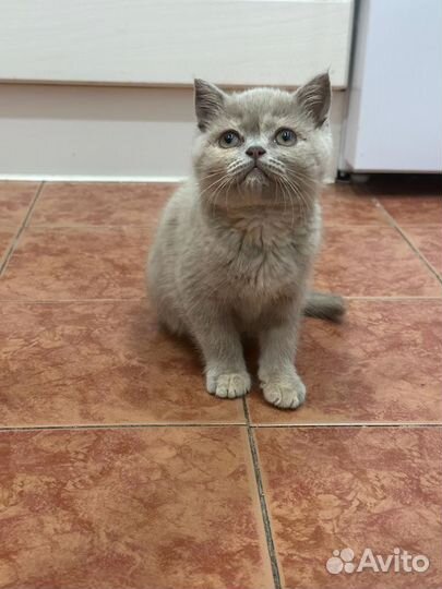 Британская кошечка