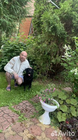 Дрессировка собак