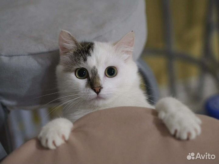 Тесси нужен дом