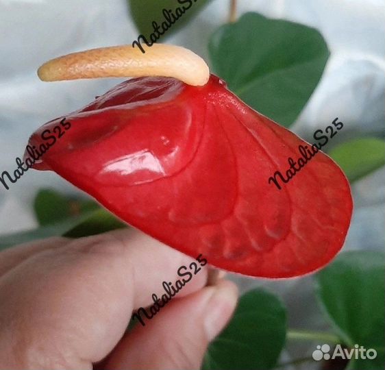 Антуриум Шелл коралл