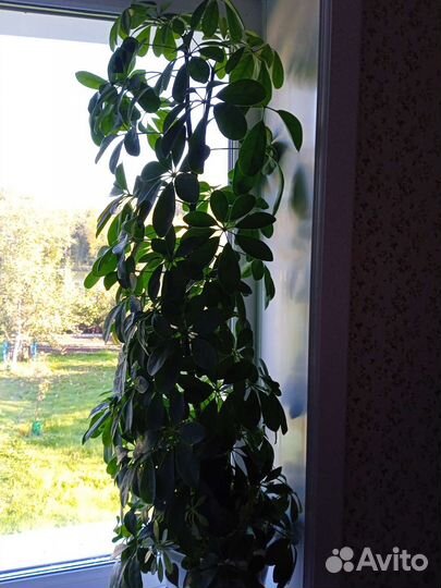 Шефлера, фикус Бенджамина, денежное дерево