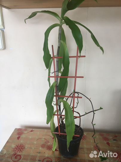 Индийский лук, золотой ус