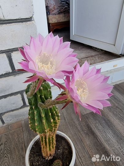 Кактусы и суккуленты