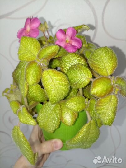 Эписция Pink Panther