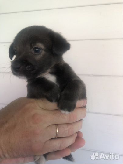 Щенки метисы джек рассел