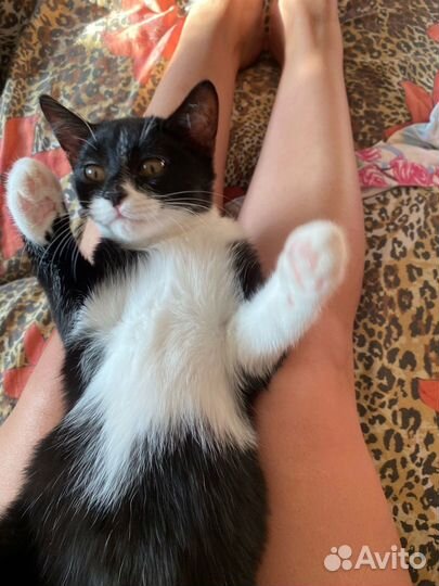 Кошка
