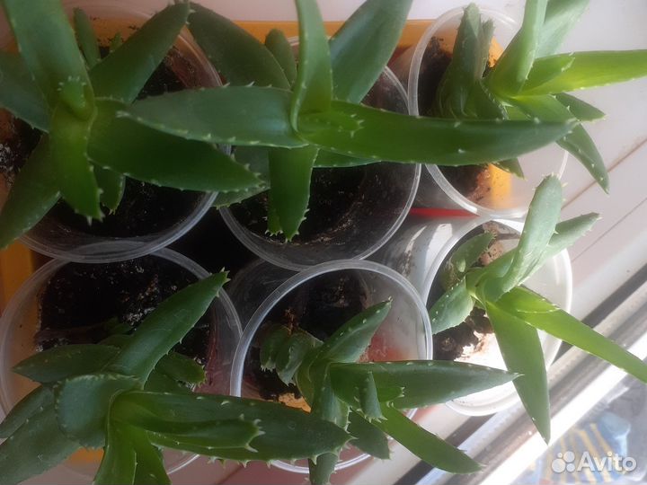 Суккулент Митриформис Алоэ