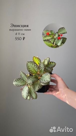 Комнатные цветы
