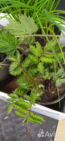 Саженцы княженики тибетской малины