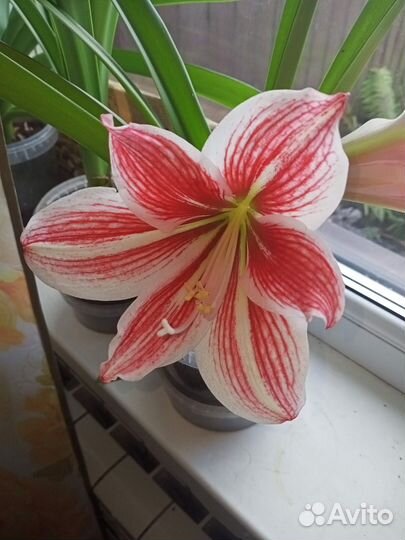 Гиппиаструм