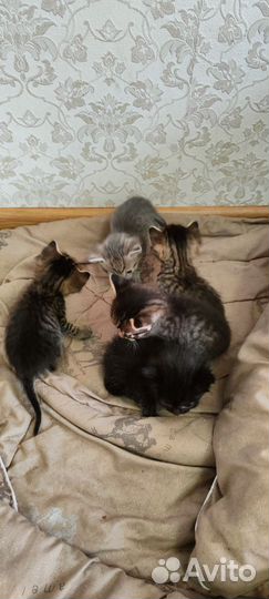 Котята в добрые руки