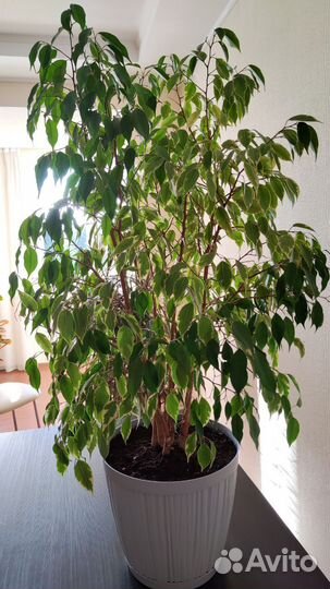 Фикус Бенджамина