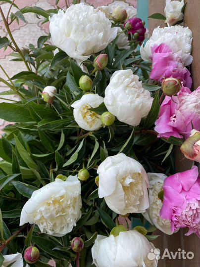 Пионы саженцы корни