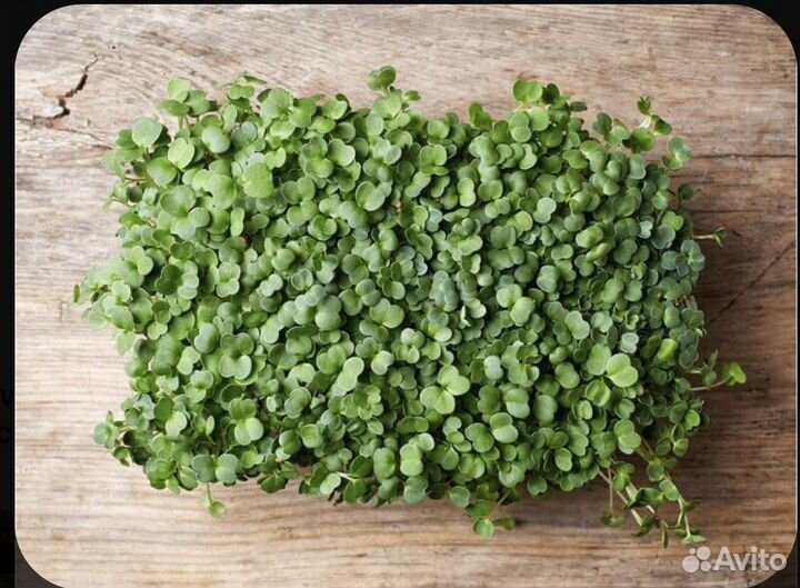 Микрозелень брокколи