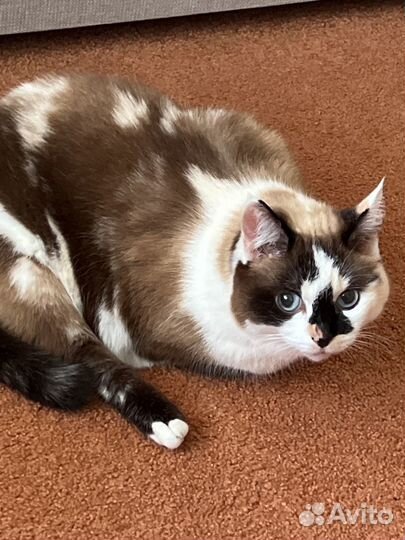 Кошка