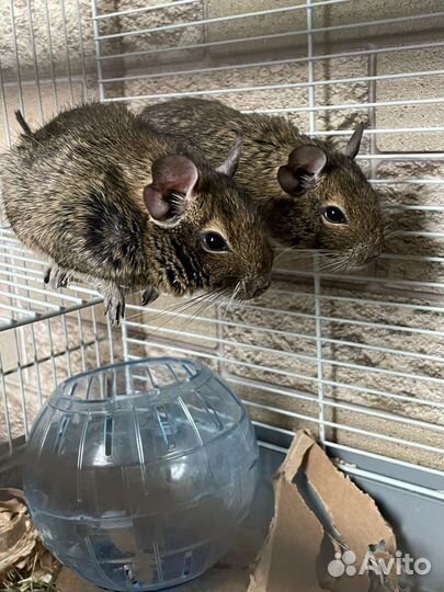 Продаются хомяки Дегу с большой клеткой