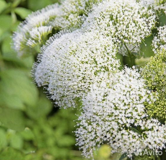 Трахелиум семена