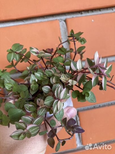 Каллизия Бьянка и Розовая пантера