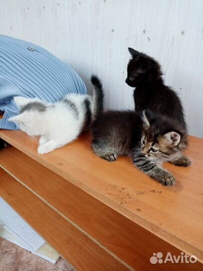 Котята бесплатно