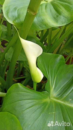 Цветы - Каллы эфиопской из домашней теплицы