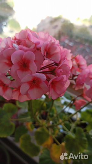 Пеларгония герань