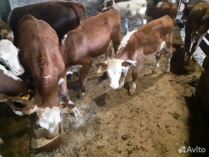 Быки, телята, герефорд