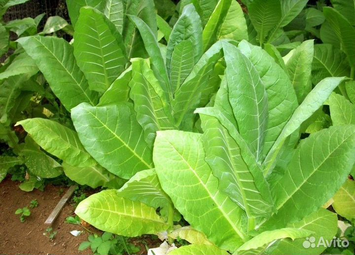 Семена табака, разные сорта