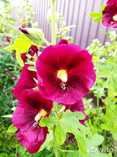 Ирис бородавчатый, ромашка, шток-роза