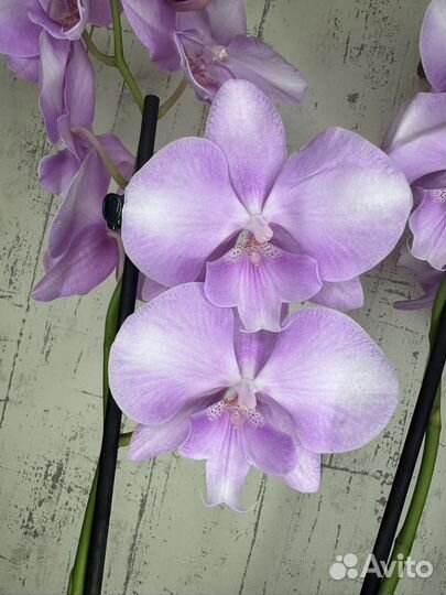Орхидея фаленопсис