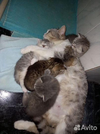 Кошка