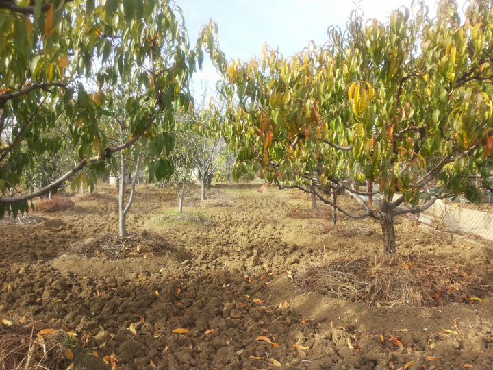 Участок 10 сот. (СНТ, ДНП)