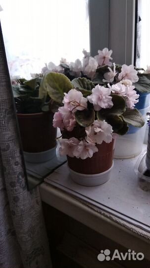 Фиалки цветущие