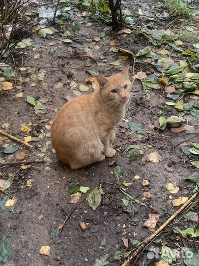 Кот