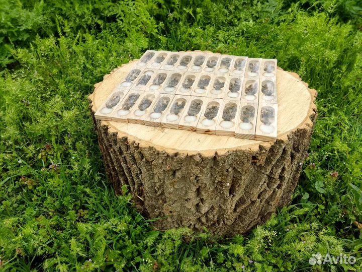 Пчеломатки