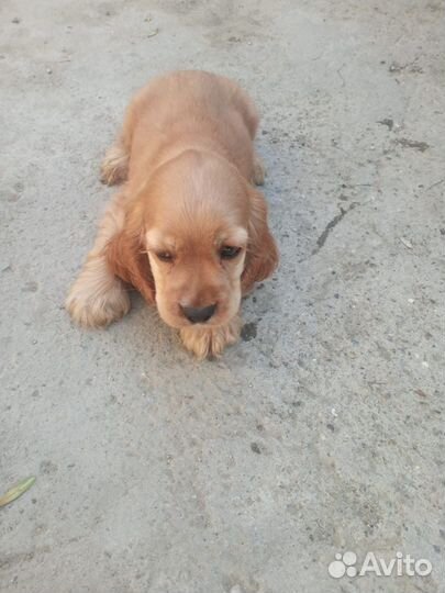 Кокер спаниель