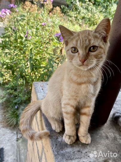 Котенок 4 мес(помесь от шотландской кошки)