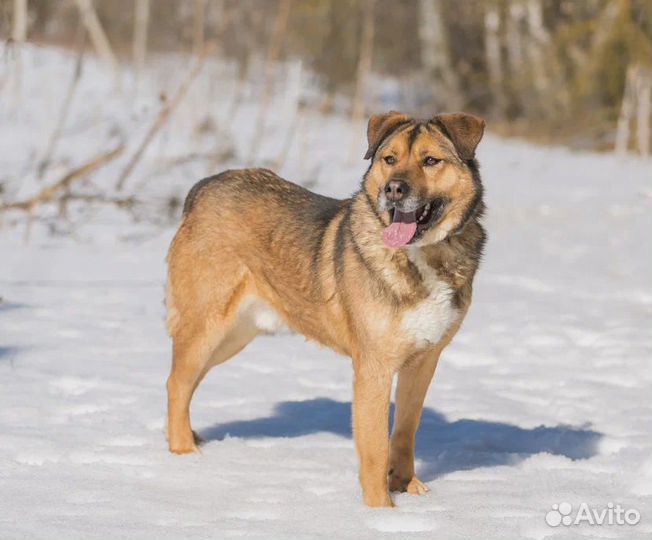 Пес из приюта в добрые руки