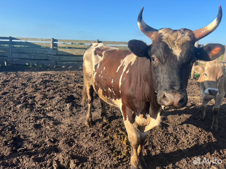 Бычок чистопородный айршир