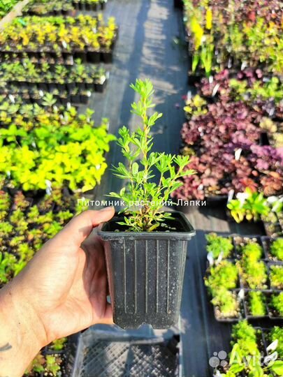 Лапчатка кустарник разные сорта