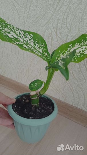 Диффенбахия