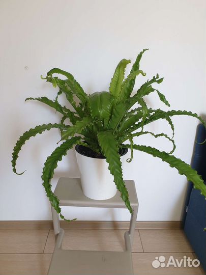 Папоротник комнатный. Нефролепис