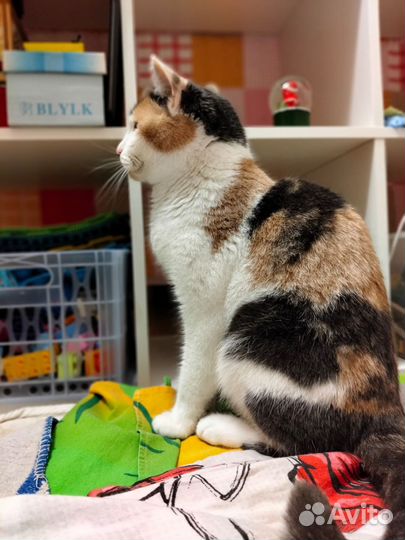 Отдам кошечку в добрые руки