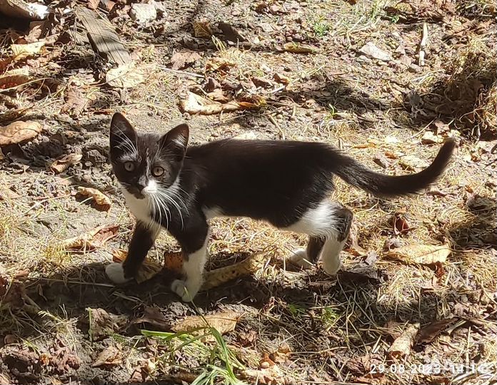 Отдам маленького кота