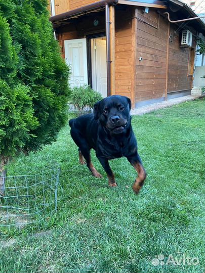 Ротвейлер на вязку