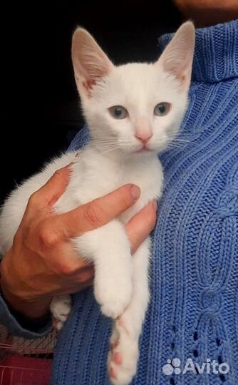 Котята ищут дом